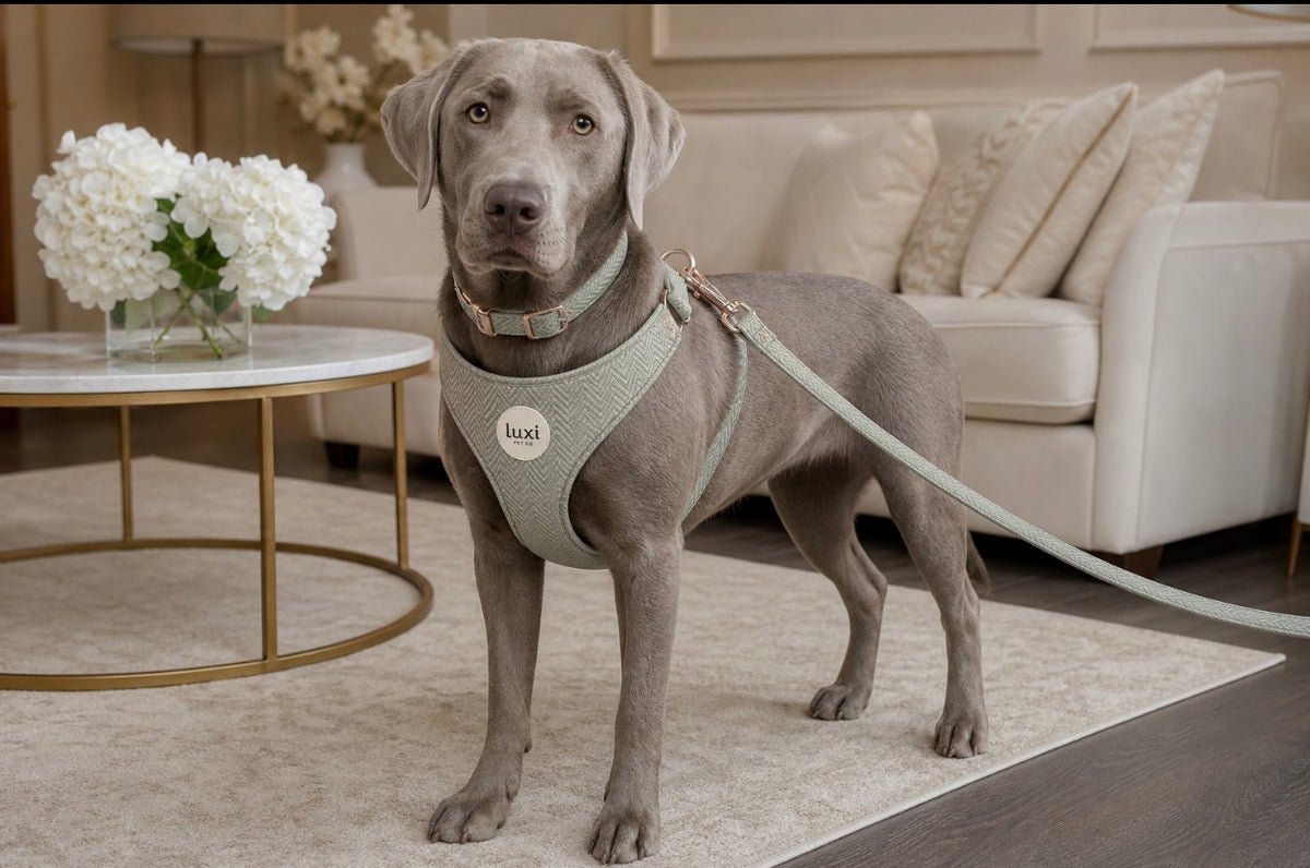 Grey dog wearing the Luxi Walk Edit matching herringbone harness and collar with an attached lead
