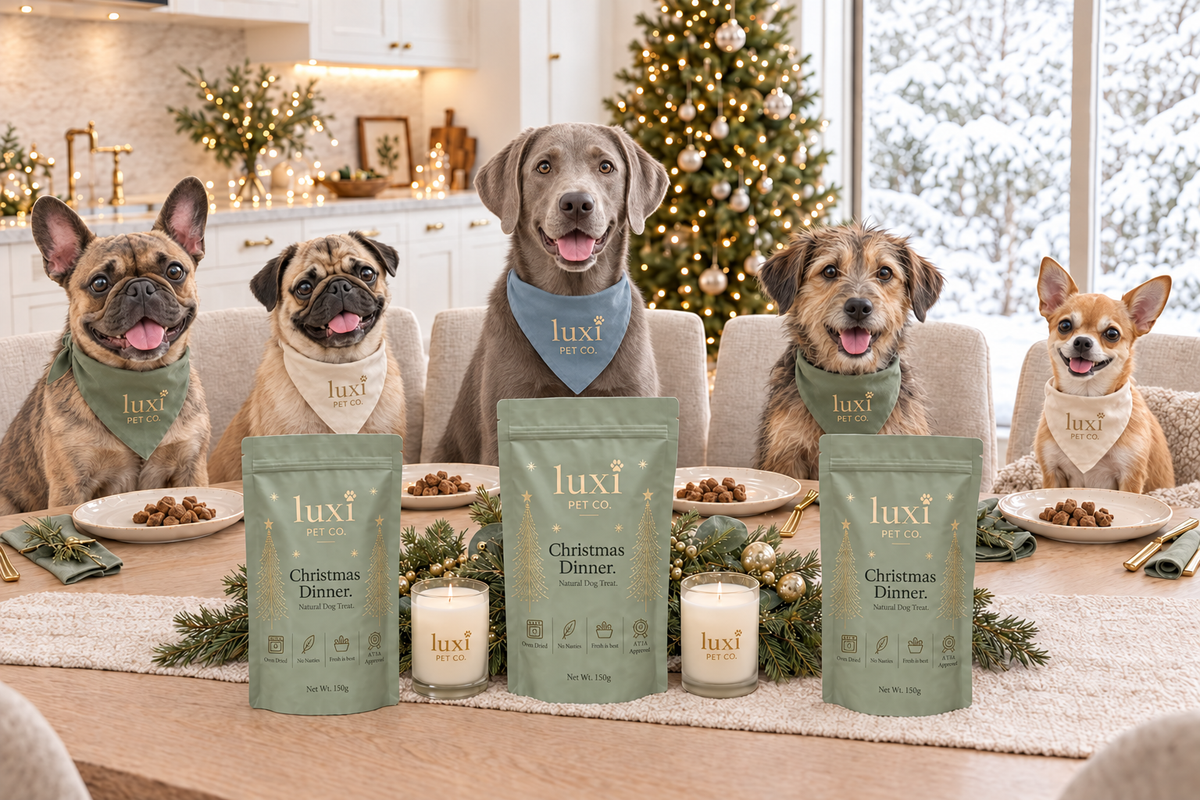 Luxi Christmas scene with a younger silver Labrador wearing a dusty blue bandana with a gold logo